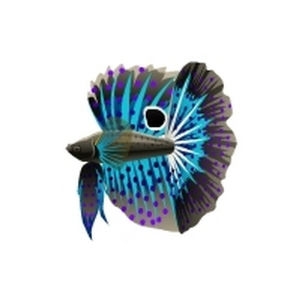 Aqua Polka Betta